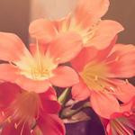 Emely Oberbrunner Profile Picture