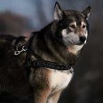 Bradly Nikolaus Profile Picture