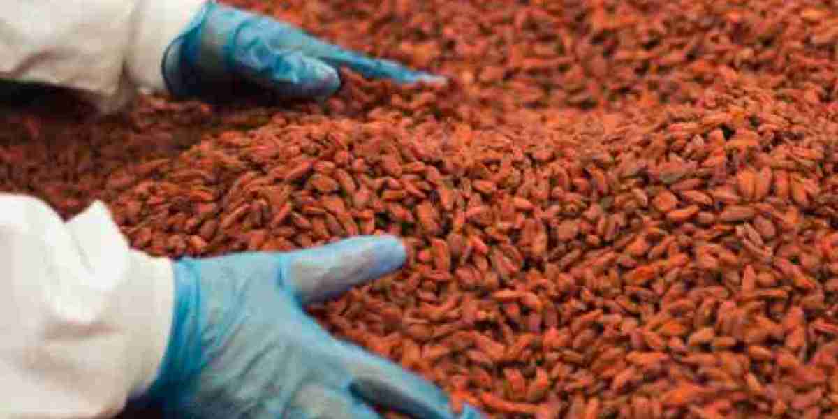 Cocoa Bean Storage for Better Quality and Protection
